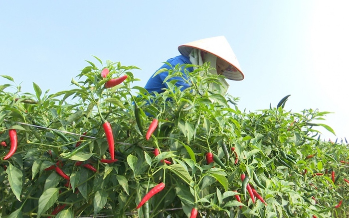 Đến Cẩm Khê ở Phú Thọ chợt thấy ruộng ớt ra trái "sai ơi là sai", nông dân nói "tiền cả đấy"