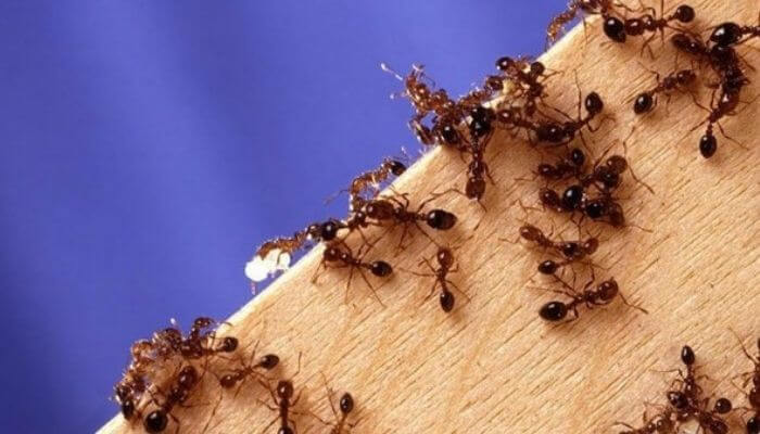 Nếu bạn mơ thấy một đàn kiến thì nên đặt cược vào con số nào để thắng lớn?