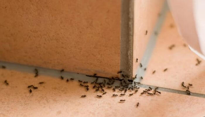 Nếu bạn mơ thấy một đàn kiến thì nên đặt cược vào con số nào để thắng lớn?