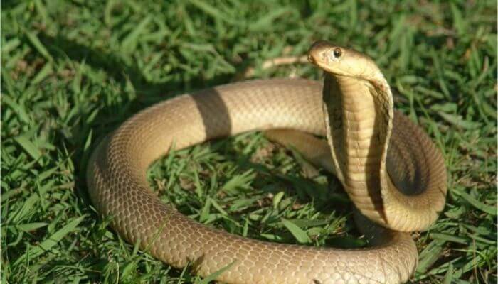 Nếu bạn mơ thấy một con rắn bị chặt đầu, bạn sẽ đặt cược vào con số nào để trúng lớn?